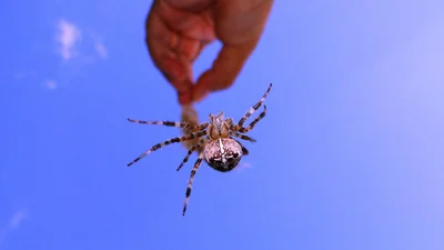 Чоловік намагався зняти велетенського павука, але дарма простягнув до нього руки