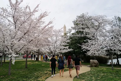У Вашингтоні рясно зацвіли сакури, і навіть фото з ними — естетична насолода - фото 510689
