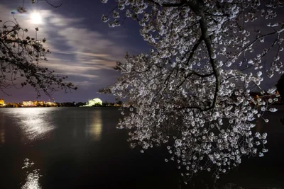 У Вашингтоні рясно зацвіли сакури, і навіть фото з ними — естетична насолода - фото 510694