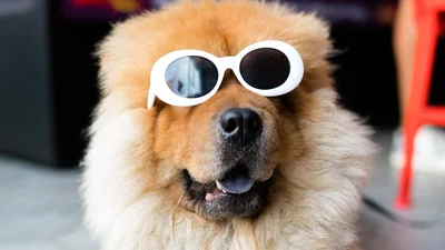 1 апреля - прикольные картинки ко Дню смеха