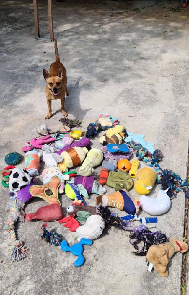 Пушистый хулиган: песик терроризировал соседских собак и украл у них кучу игрушек - фото 510959