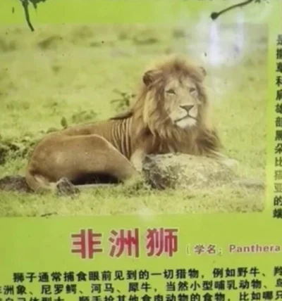 Провал года: китайский зоопарк щеголял львами, которые оказались собаками - фото 510978