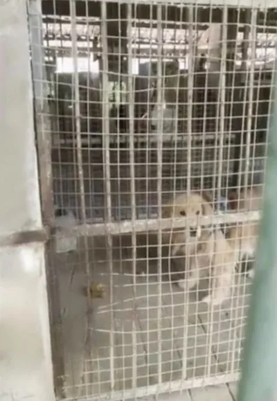 Провал года: китайский зоопарк щеголял львами, которые оказались собаками - фото 510979