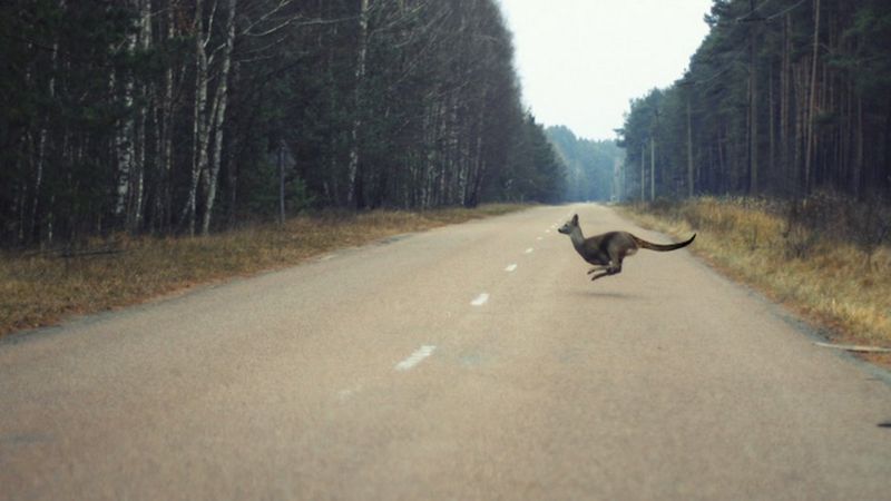 Чернобыльские кенгуру и пиво из свеклы: крутые первоапрельские фейки, в которые поверили - 511037 Чернобыльские кенгуру и пиво из свеклы: крутые первоапрельские фейки, в которые поверили - фото 511037