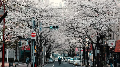 Найрясніше за тисячі років: японські сакури побили рекорд цвітіння