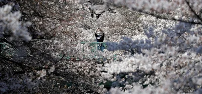 Найрясніше за тисячі років: японські сакури побили рекорд цвітіння - фото 511042