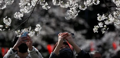 Найрясніше за тисячі років: японські сакури побили рекорд цвітіння - фото 511044