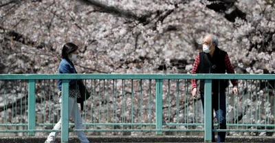 Найрясніше за тисячі років: японські сакури побили рекорд цвітіння - фото 511045