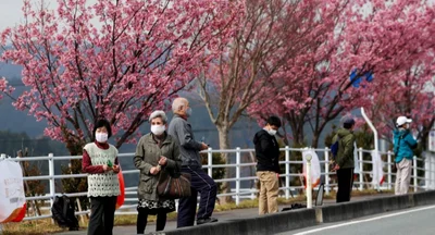 Впервые за тысячи лет: японские сакуры побили рекорд цветения - фото 511047