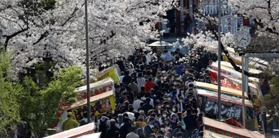 Найрясніше за тисячі років: японські сакури побили рекорд цвітіння - фото 511048