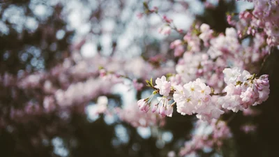 Майже Японія: ТОП-5 місць в Україні, де нереально красиво цвітуть сакури