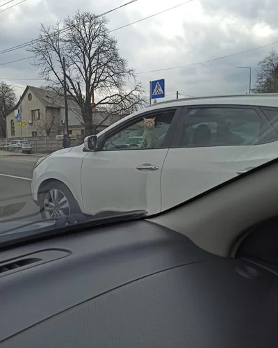 В Киеве сфоткали очень уверенного кота, что сидел за рулем авто - фото 511469