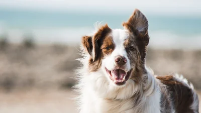 Как миллионер: Instagram-страница собачкой, который "жирует", покоряет сеть