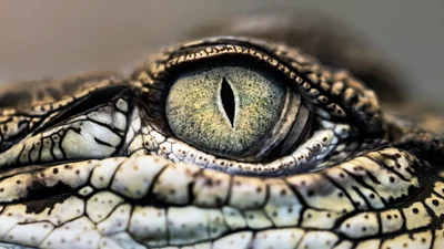 Жінка повернулася з відпустки і знайшла у своєму ліжку крокодила