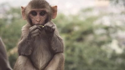 Чипированная обезьяна смогла управлять игрой силой мысли, и это не шутки