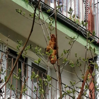 Жахаюча тварюка на дереві, яка тероризувала жителів міста, виявилась круасаном - фото 512159