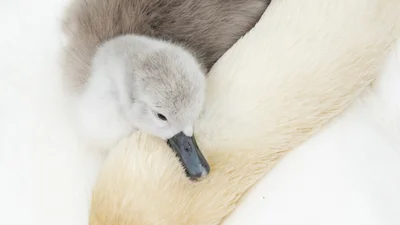 Магнетичні моменти: показали найкращі фото птахів 2021 року