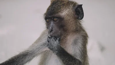 Девушки снимали видео TikTоk, но в ситуацию вмешалась обезьяна