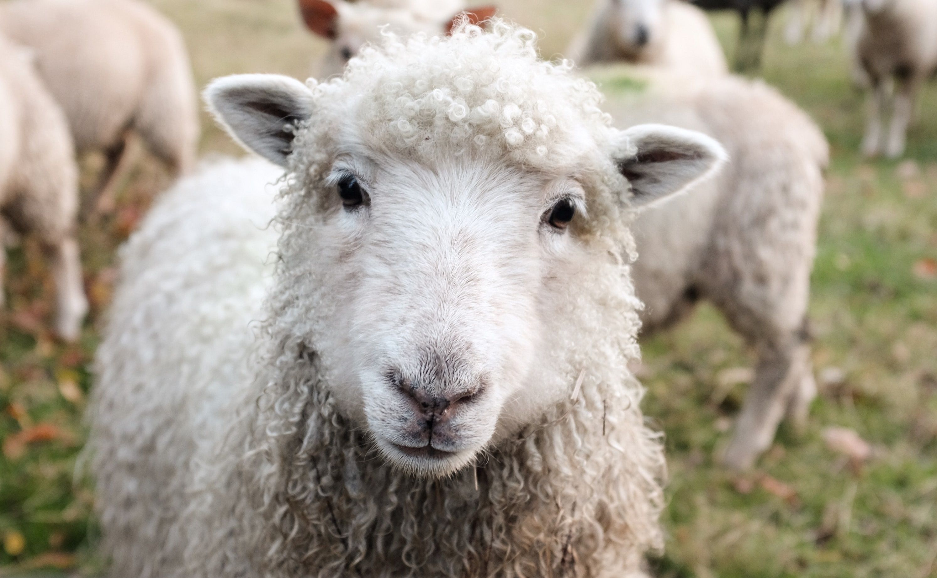 Бесплатное видео со скотиней с ебарем овец