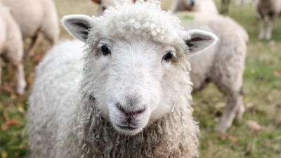 Овца стала звездой сети, потому что каждый видит в ней себя по понедельникам