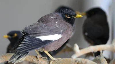 Птица из этого видео заговорила и выдала тайну своих хозяев