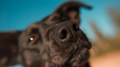 Американцы запустили приложение, которое разыщет собачку за отпечатком носа