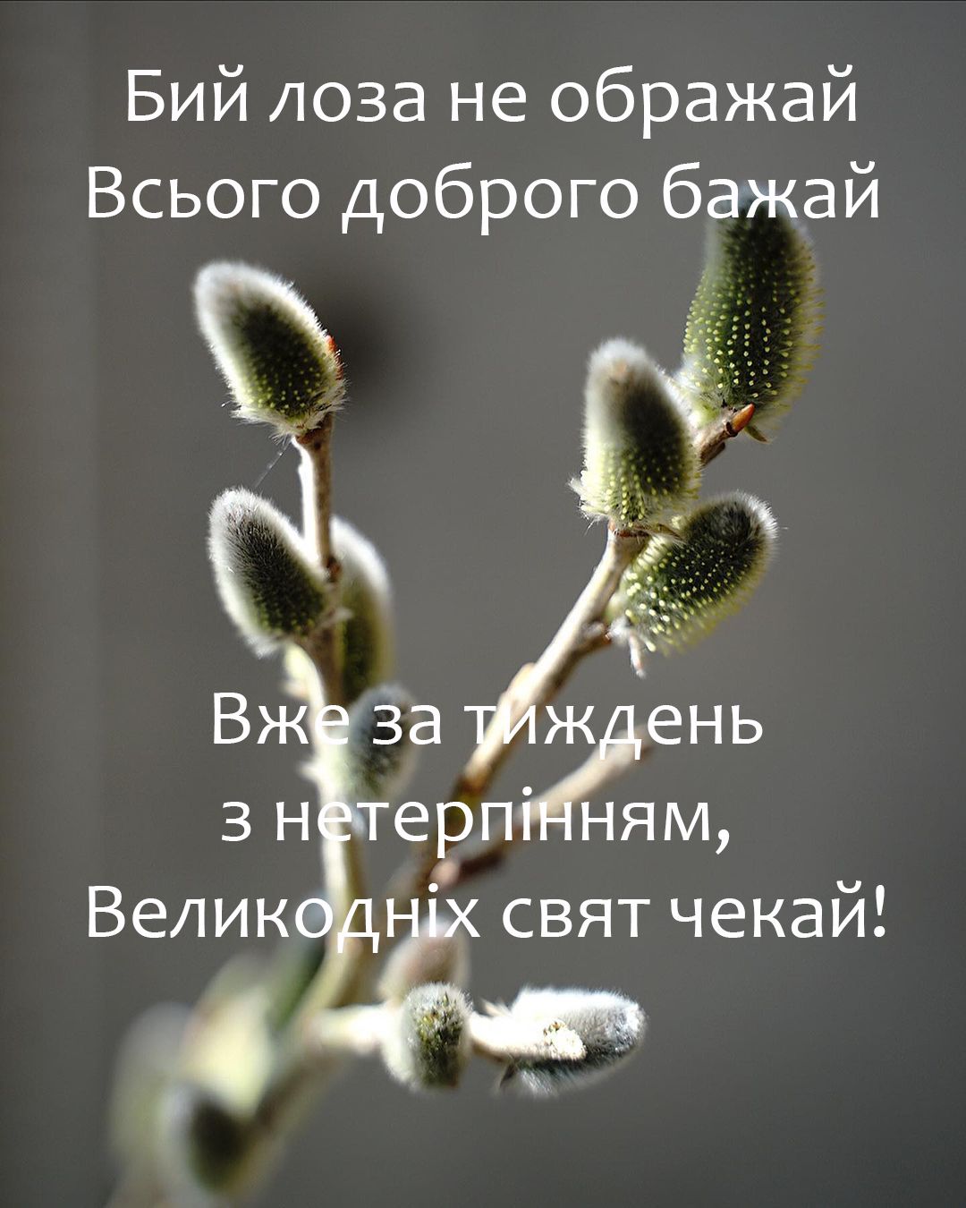 Вербна неділя 2025: милі картинки і листівки до великого свята - фото 512822