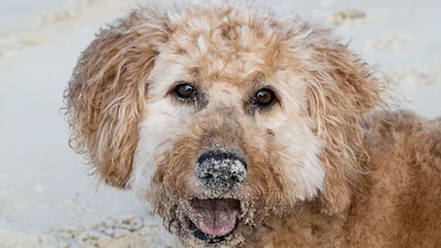 Видео дня: пес отказывается заходить домой, пока хозяин не помоет ему лапки