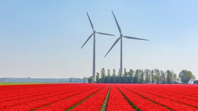 Сказочные тюльпанные поля в Нидерлндах пустуют, и все из-за карантина