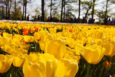 Сказочные тюльпанные поля в Нидерлндах пустуют, и все из-за карантина - фото 513460