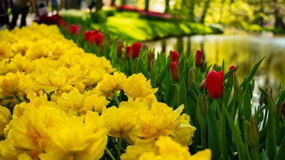 Казкові тюльпанові поля в Нідерландах пустують, і все через карантин - фото 513461