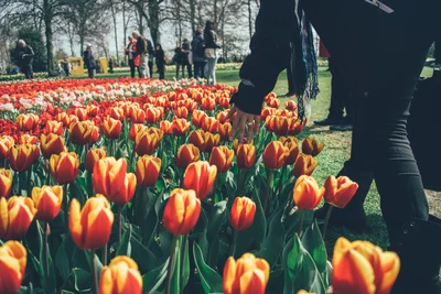 Казкові тюльпанові поля в Нідерландах пустують, і все через карантин - фото 513462
