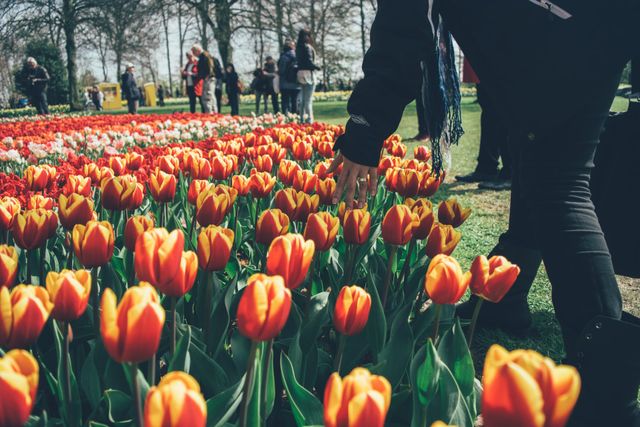 Сказочные тюльпанные поля в Нидерлндах пустуют, и все из-за карантина - фото 513462