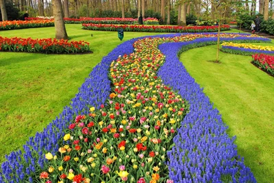 Казкові тюльпанові поля в Нідерландах пустують, і все через карантин - фото 513463