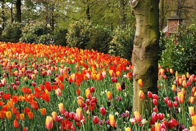 Сказочные тюльпанные поля в Нидерлндах пустуют, и все из-за карантина - фото 513464