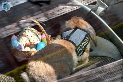 Полицейские Днепра поздравили людей с Пасхой милой фотосессией с кроликом - фото 513571