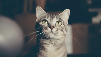 Тебя покорит видео, на котором кот пытается заговорить человеческим языком