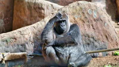 Горилла так нежно отреагировала на младенца, что мгновенно стала звездой