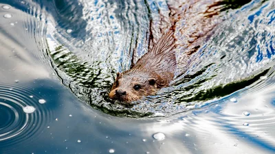 Бобер пришел в театр - малыш постучал, но ему никто не открыл
