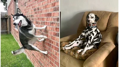 Смешные доказательства того, что иногда собаки ведут себя, как настоящие пришельцы