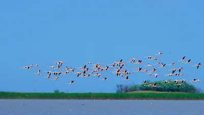 Сказочное зрелище: над Одесской областью пролетела стая розовых фламинго - фото 516591