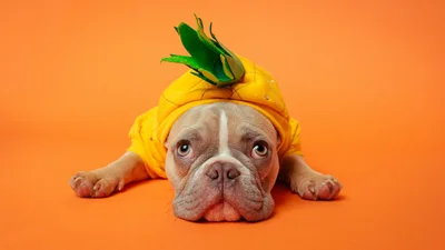 Прикольні картинки з вибаченнями для тих, хто налажав