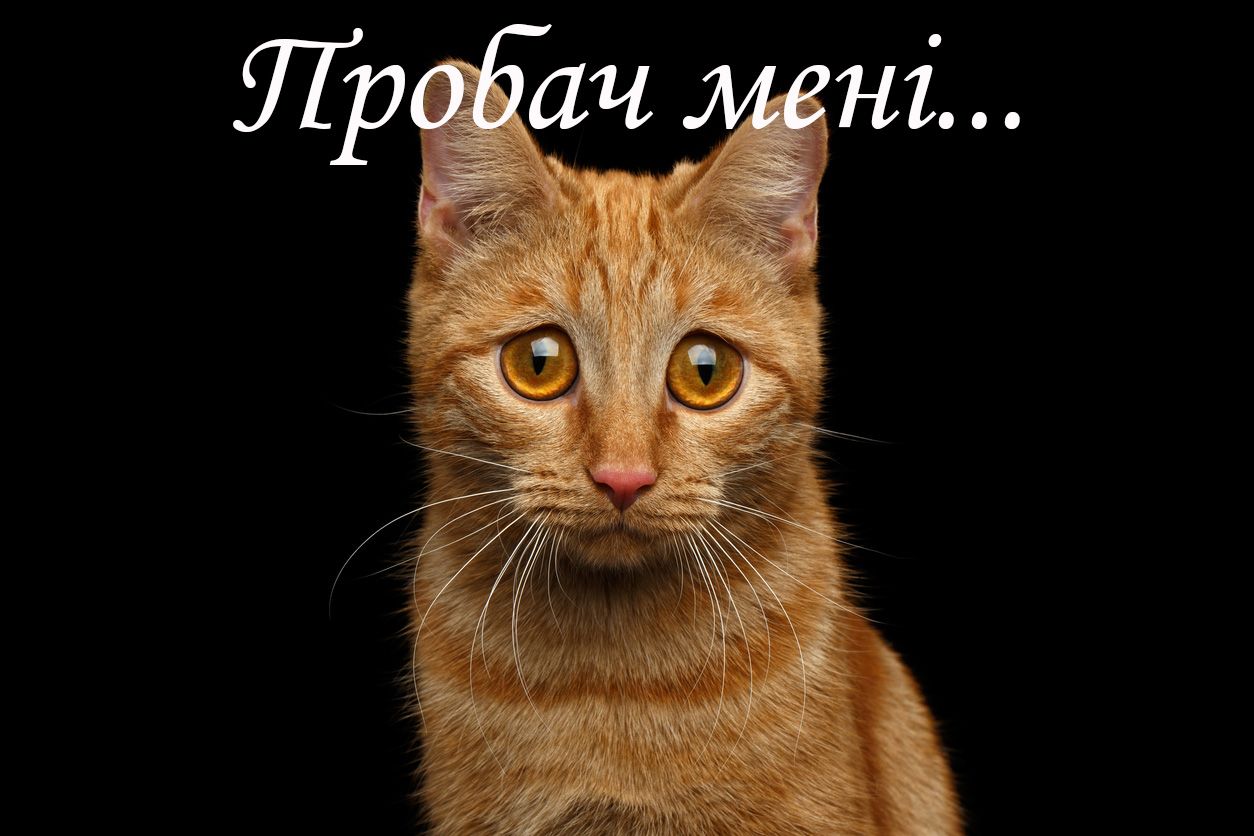Прикольные картинки с извинениями для тех, кто налажал - 516781 Прикольные картинки с извинениями для тех, кто налажал - фото 516781