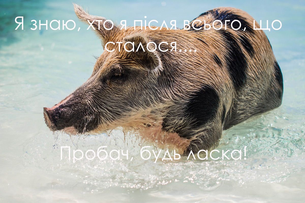 Прикольные картинки с извинениями для тех, кто налажал - 516783 Прикольные картинки с извинениями для тех, кто налажал - фото 516783