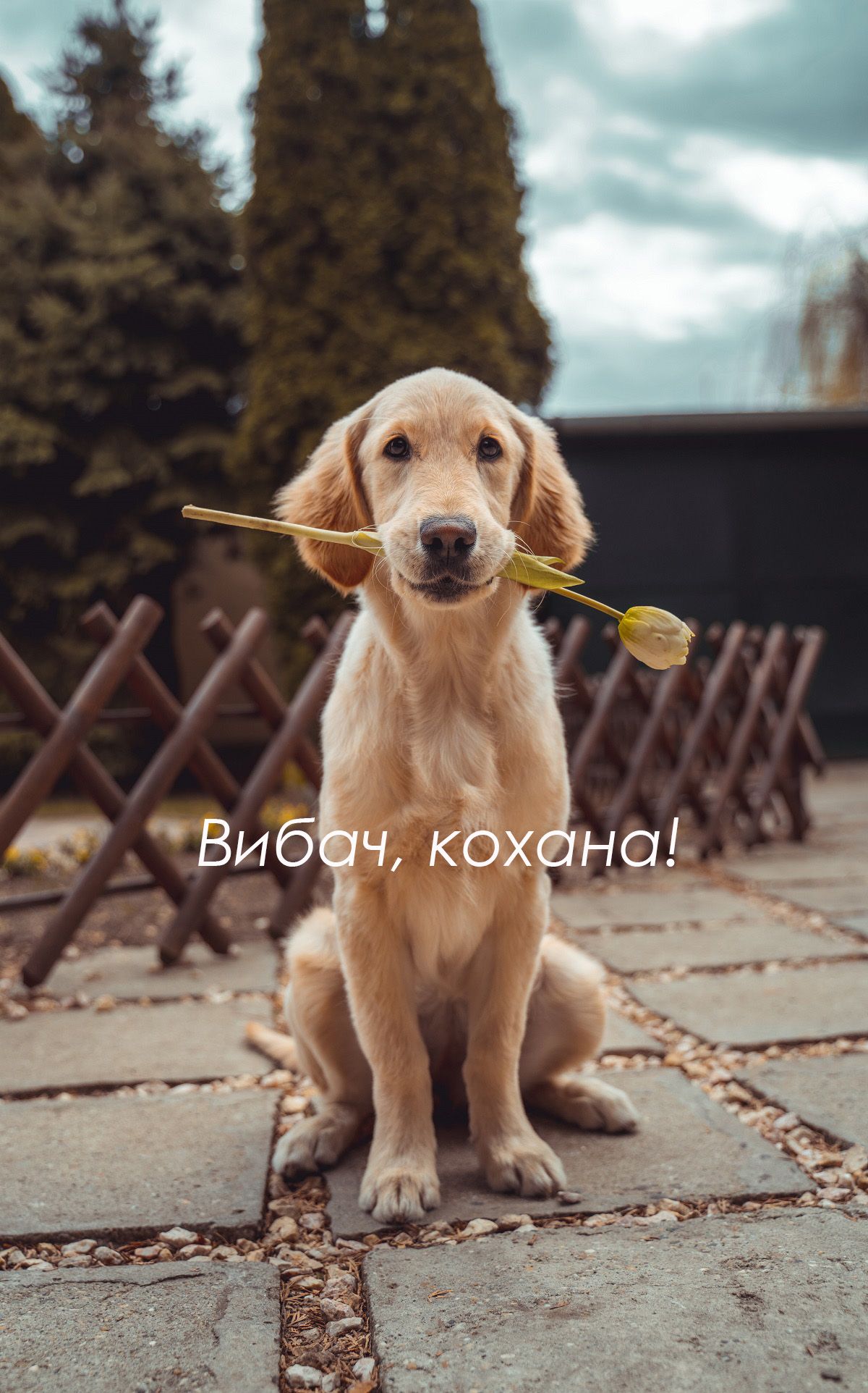 Прикольные картинки с извинениями для тех, кто налажал - 516784 Прикольные картинки с извинениями для тех, кто налажал - фото 516784