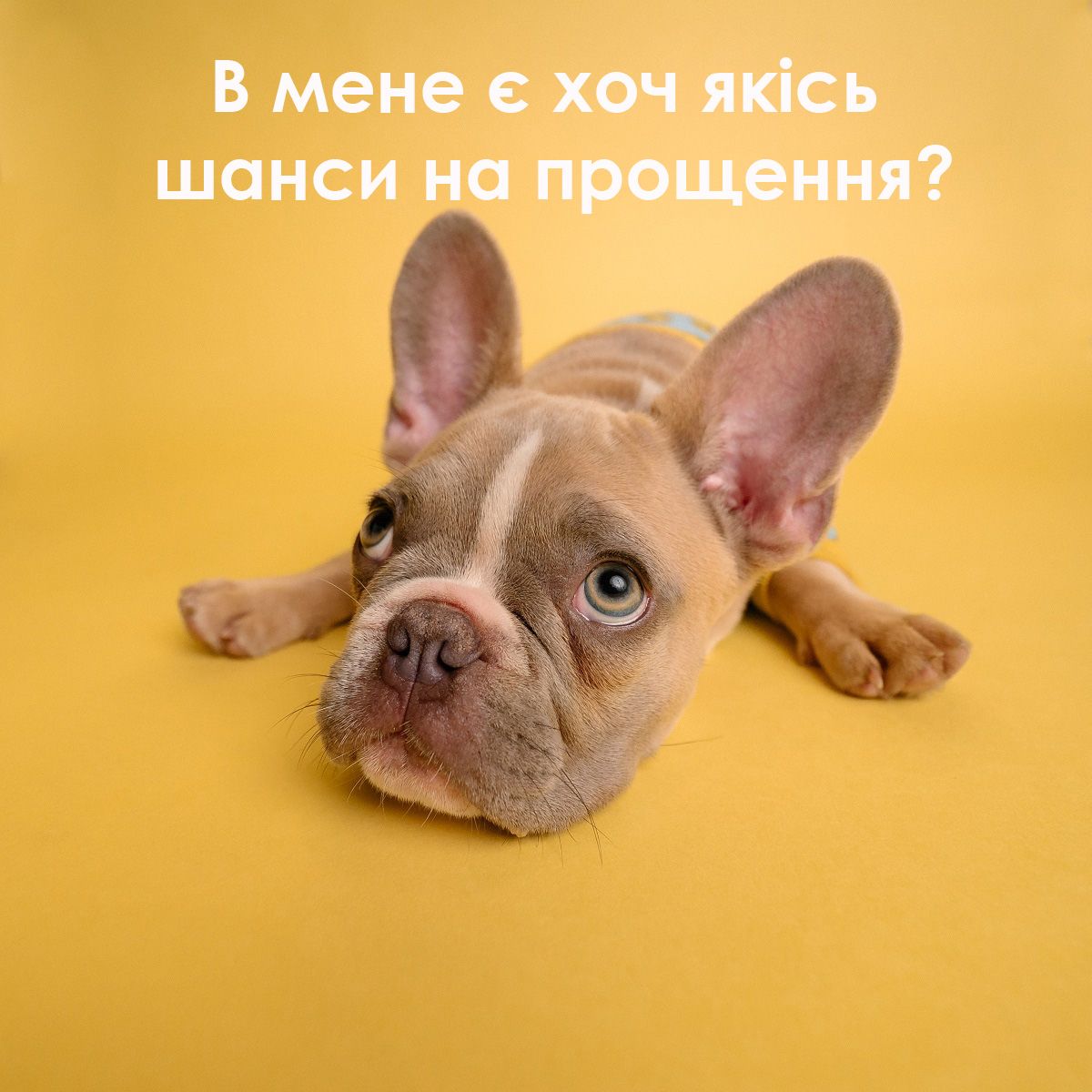 Прикольные картинки с извинениями для тех, кто налажал - 516785 Прикольные картинки с извинениями для тех, кто налажал - фото 516785