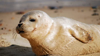 Тюленю надоело плыть, поэтому он нагло запрыгнул на доску серфера