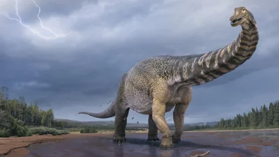 Вчені оголосили про відкриття нового і одного з найбільших видів динозаврів