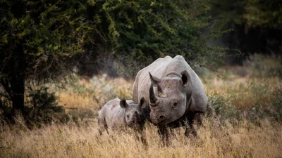 Вчені відкрили новий вид носорога, і він більший, аніж слони та жирафи