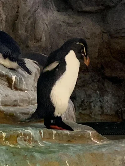 Старому пінгвіну, який живе в зоопарку, пошили чобітки — тепер він може плавати - фото 517836